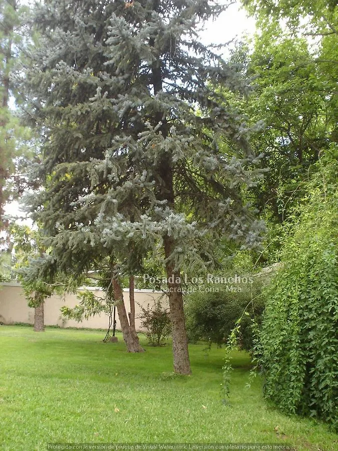 Posada Los Ranchos - Chacras De Coria Mendoza Apartment
